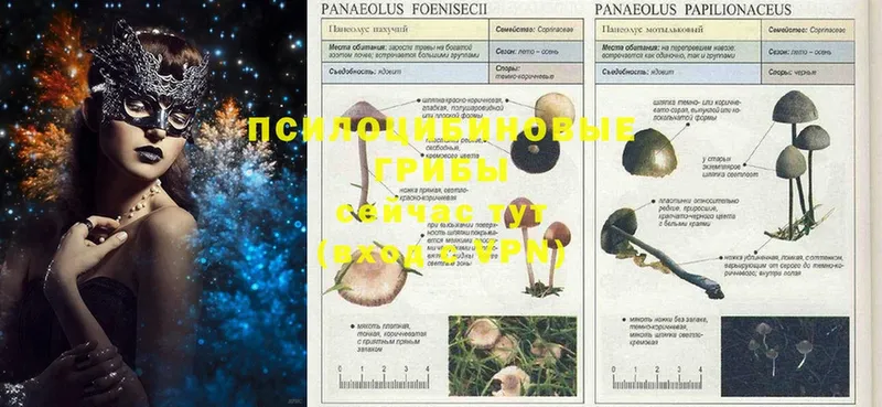 что такое   Алзамай  Галлюциногенные грибы MAGIC MUSHROOMS 